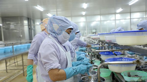 Công nhân tỉ mỉ xử lý nguyên liệu thủy sản trên dây chuyền, bảo đảm tiêu chuẩn an toàn thực phẩm xuất khẩu - Sputnik Việt Nam
