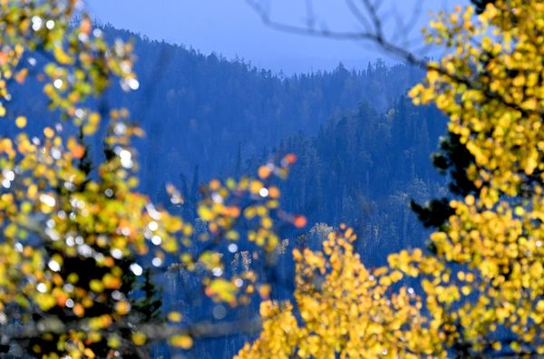Rừng taiga Siberia vào mùa thu ở huyện Yemelyanovsky, vùng Krasnoyarsk. - Sputnik Việt Nam