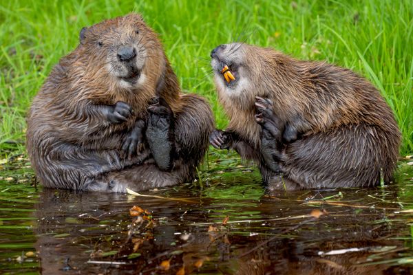 This is my best side - tác phẩm của nhiếp ảnh gia Bỉ Natalie Veekmans, lọt vào vòng chung kết Giải thưởng Nikon Comedy Wildlife Awards 2026. This is my best side - tác phẩm của nhiếp ảnh gia Bỉ Natalie Veekmans, lọt vào vòng chung kết Giải thưởng Nikon Comedy Wildlife Awards 2026. - Sputnik Việt Nam