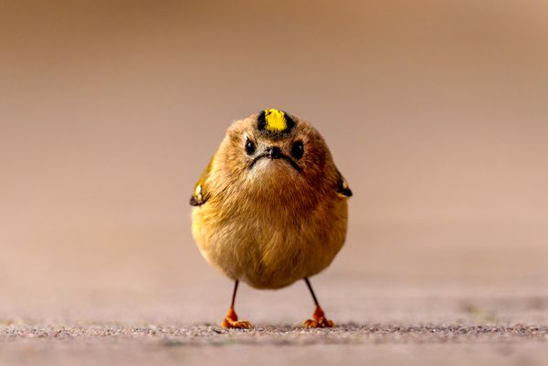 Angry Bird - tác phẩm của nhiếp ảnh gia Đức Jan Wittmer, lọt vào vòng chung kết Giải thưởng Nikon Comedy Wildlife Awards 2026. Angry Bird - tác phẩm của nhiếp ảnh gia Đức Jan Wittmer, lọt vào vòng chung kết Giải thưởng Nikon Comedy Wildlife Awards 2026. - Sputnik Việt Nam