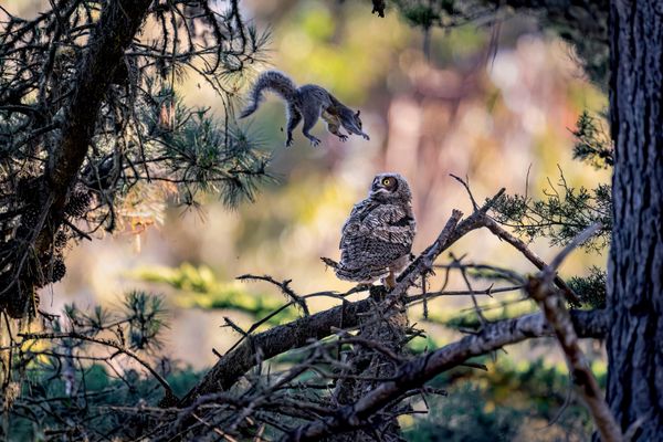 Are You Kidding Me? - tác phẩm của nhiếp ảnh gia Mỹ Kevin Lohman, lọt vào vòng chung kết Giải thưởng Nikon Comedy Wildlife Awards 2026. Are You Kidding Me? - tác phẩm của nhiếp ảnh gia Mỹ Kevin Lohman, lọt vào vòng chung kết Giải thưởng Nikon Comedy Wildlife Awards 2026. - Sputnik Việt Nam