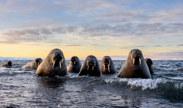 Sea gangsters - tác phẩm của nhiếp ảnh gia Ba Lan Marek Jackowski, lọt vào vòng chung kết Giải thưởng Nikon Comedy Wildlife Awards 2026. Sea gangsters - tác phẩm của nhiếp ảnh gia Ba Lan Marek Jackowski, lọt vào vòng chung kết Giải thưởng Nikon Comedy Wildlife Awards 2026. - Sputnik Việt Nam