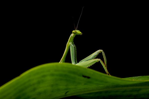 Bức ảnh Sexy mantis chụp con bọ ngựa gợi cảm của nhiếp ảnh gia Peru Diego Perez, lọt vào vòng chung kết Giải thưởng Nikon Comedy Wildlife Awards 2026. Bức ảnh Sexy mantis chụp con bọ ngựa gợi cảm của nhiếp ảnh gia Peru Diego Perez, lọt vào vòng chung kết Giải thưởng Nikon Comedy Wildlife Awards 2026. - Sputnik Việt Nam