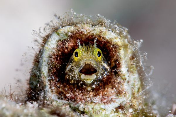 Did I sleep past my alarm? - tác phẩm của nhiếp ảnh gia Brazil Fabi Fregonesi, lọt vào vòng chung kết Giải thưởng Nikon Comedy Wildlife Awards 2026. Did I sleep past my alarm? - tác phẩm của nhiếp ảnh gia Brazil Fabi Fregonesi, lọt vào vòng chung kết Giải thưởng Nikon Comedy Wildlife Awards 2026. - Sputnik Việt Nam