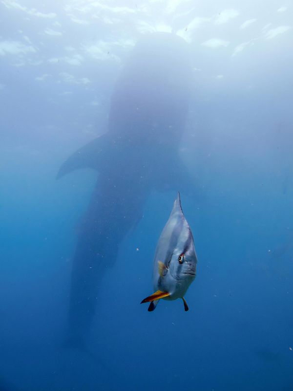 A Very Pressured Spadefish - tác phẩm của nhiếp ảnh gia Đài Loan Kyo Chen, lọt vào vòng chung kết Giải thưởng Nikon Comedy Wildlife Awards 2026. A Very Pressured Spadefish - tác phẩm của nhiếp ảnh gia Đài Loan Kyo Chen, lọt vào vòng chung kết Giải thưởng Nikon Comedy Wildlife Awards 2026. - Sputnik Việt Nam