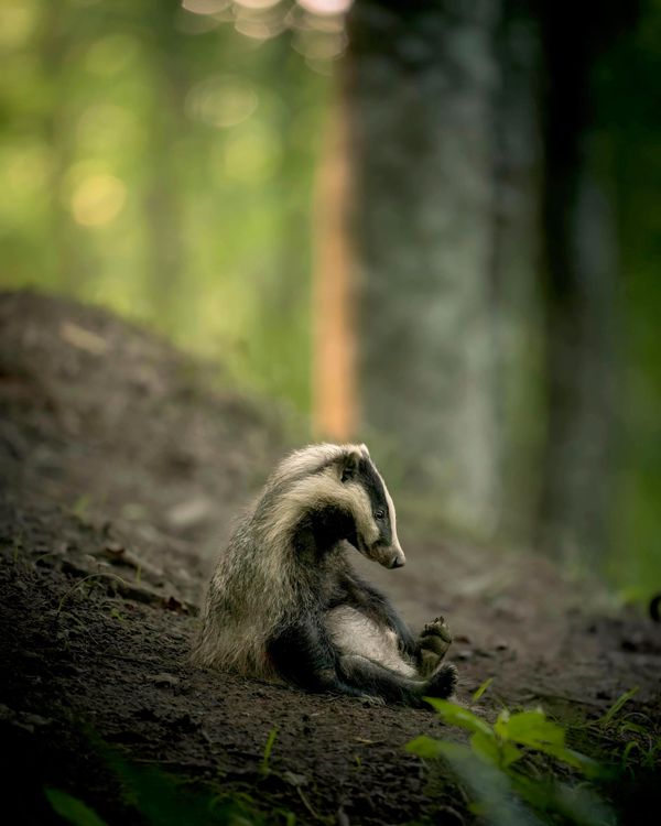 Exhausted Badger cub - tác phẩm của nhiếp ảnh gia Thụy Điển Lukas Andree Andersen, lọt vào vòng chung kết Giải thưởng Nikon Comedy Wildlife Awards 2026. Exhausted Badger cub - tác phẩm của nhiếp ảnh gia Thụy Điển Lukas Andree Andersen, lọt vào vòng chung kết Giải thưởng Nikon Comedy Wildlife Awards 2026. - Sputnik Việt Nam