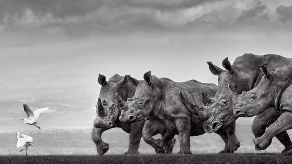 Снимок The Rugby Players индийских фотографов Preet and Prashant Chacko, занявший 2-ое место в категории 2026 Open Nature/Landscape конкурса и получивший приз Epson Digital Art Prize конкурса 17th EPSON International Pano Awards - Sputnik Việt Nam