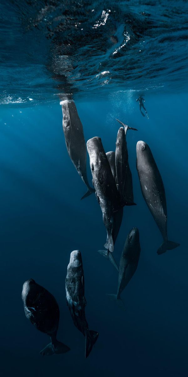 Bức ảnh "Between Giants" (Giữa những gã khổng lồ) của nhiếp ảnh gia Úc Szabi Nemeth, nhận giải "Ảnh dọc có điểm số cao nhất" (Highest Scoring Vertical Image) tại Giải thưởng Nhiếp ảnh Panorama Quốc tế EPSON lần thứ 17. - Sputnik Việt Nam
