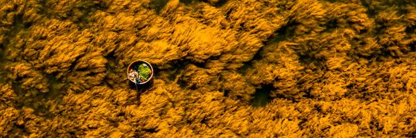 Bức ảnh "Golden Tide" (Thủy triều vàng) của nhiếp ảnh gia Việt Nam Khoa Nguyễn Khánh Vũ, lọt Top 50 hạng mục Ảnh chụp từ trên không (Amateur Aerial) tại Giải thưởng Nhiếp ảnh Panorama Quốc tế EPSON lần thứ 17. - Sputnik Việt Nam