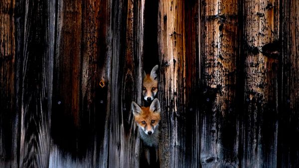 Снимок Little housemates швейцарского фотографа Marc Siegle, высоко оцененный в категории Mammals конкурса European Wildlife Photographer of the Year 2026 - Sputnik Việt Nam