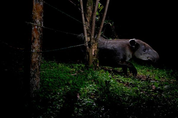 Bức ảnh «Những câu chuyện về người giữ rừng: Bảo vệ một mối liên kết mong manh» của nhiếp ảnh gia Hà Lan Michiel van Noppen, chiến thắng giải thưởng FRITZ PÖLKING 2026 của cuộc thi European Wildlife Photographer of the Year 2026. - Sputnik Việt Nam