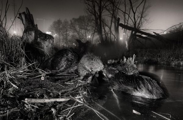 Bức ảnh «Hải ly thành thị» của nhiếp ảnh Ba Lan Jan Wieczorek, chiến thắng giải thưởng Rewilding Europe Award 2026 của cuộc thi European Wildlife Photographer of the Year 2026. - Sputnik Việt Nam