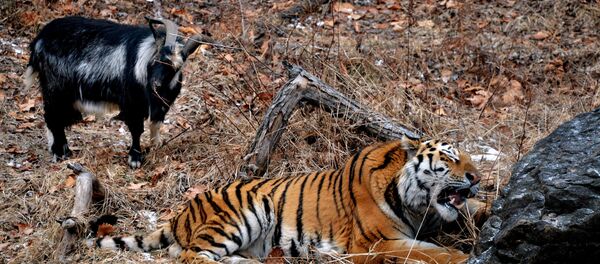 Hổ Amur và dê Timur - Sputnik Việt Nam