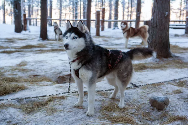 Chó giống Husky Siberian trong lãnh thổ khu phức hợp du lịch Karjala Park ở Karelia Chó giống Husky Siberian trong lãnh thổ khu phức hợp du lịch Karjala Park ở Karelia - Sputnik Việt Nam
