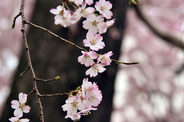 Mùa sakura ở Nhật Bản - Sputnik Việt Nam