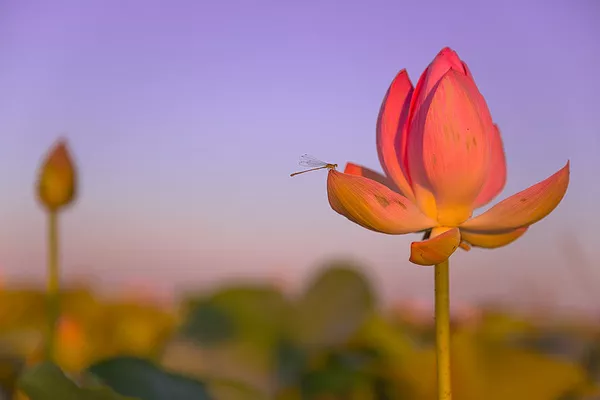 Ảnh của Vladimir Alekseev, thành viên liên hoan thiên nhiên Nước Nga nguyên sơ. Ảnh của Vladimir Alekseev, thành viên liên hoan thiên nhiên Nước Nga nguyên sơ. - Sputnik Việt Nam