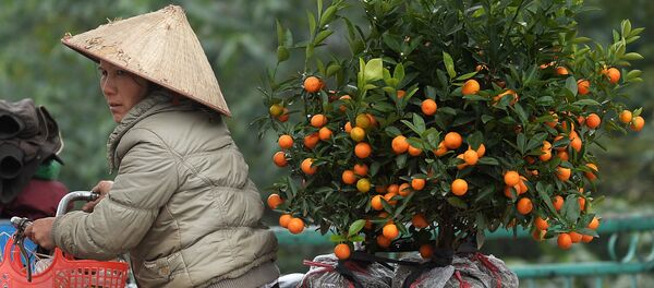 Một phụ nữ lái xe máy chở quất chuẩn bị Tết, Hà Nội, Việt Nam. - Sputnik Việt Nam