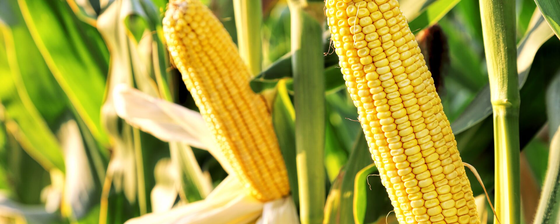 Ngô - Sputnik Việt Nam, 1920, 30.06.2025