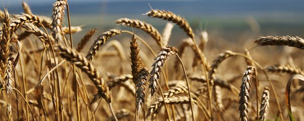 Nga trở thành cường quốc xuất khẩu ngũ cốc - Sputnik Việt Nam