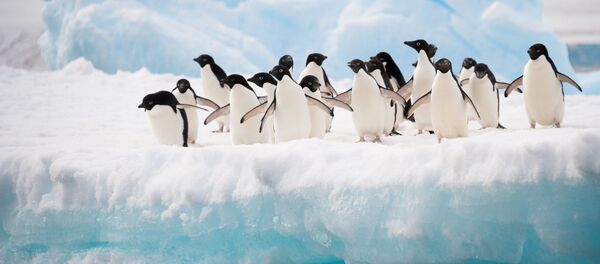 Chim cánh cụt ở Nam Cực Chim cánh cụt ở Nam Cực - Sputnik Việt Nam