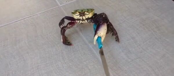 Cua-Hitler cắp dao - ngôi sao mới của Internet Cua-Hitler cắp dao - ngôi sao mới của Internet - Sputnik Việt Nam