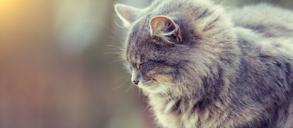 Сon mèo Сon mèo - Sputnik Việt Nam