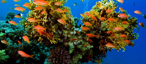 Cá bơi bên rạn san hô - Sputnik Việt Nam