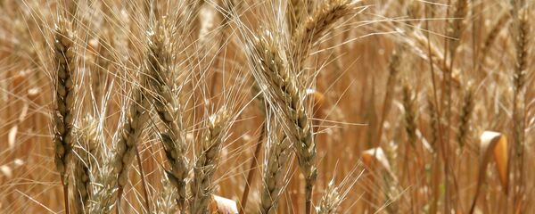  Ngũ cốc - Sputnik Việt Nam