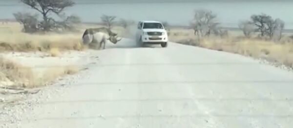 Tê giác húc xe jeep của du khách - Sputnik Việt Nam