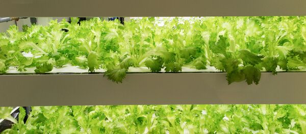 Rau diếp xanh - Sputnik Việt Nam