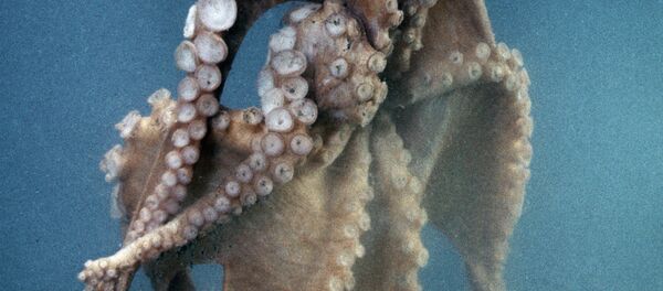 Octopus Octopus - Sputnik Việt Nam