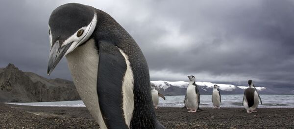 Сhim cánh cụt Сhim cánh cụt - Sputnik Việt Nam