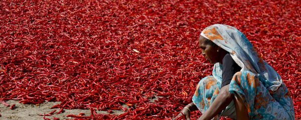 Người phụ nữ Ấn Độ phơi đỏ ớt  - Sputnik Việt Nam