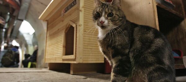 Con mèo - Sputnik Việt Nam