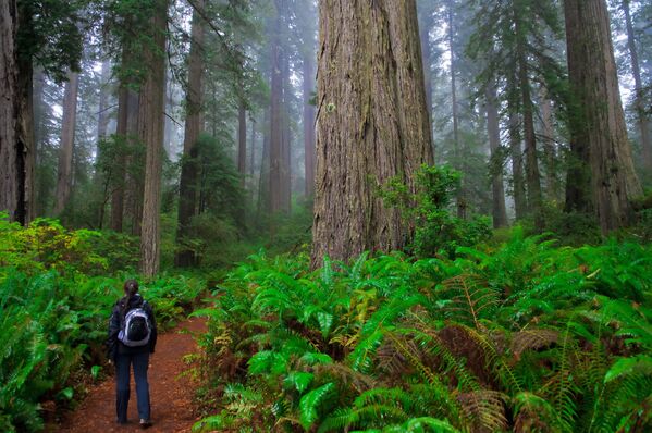 Công viên quốc gia Redwood ở bang California - Sputnik Việt Nam