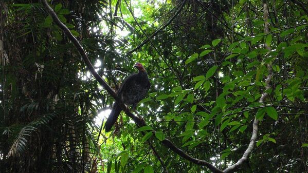 Rừng nhiệt đới Daintree  ở Australia - Sputnik Việt Nam