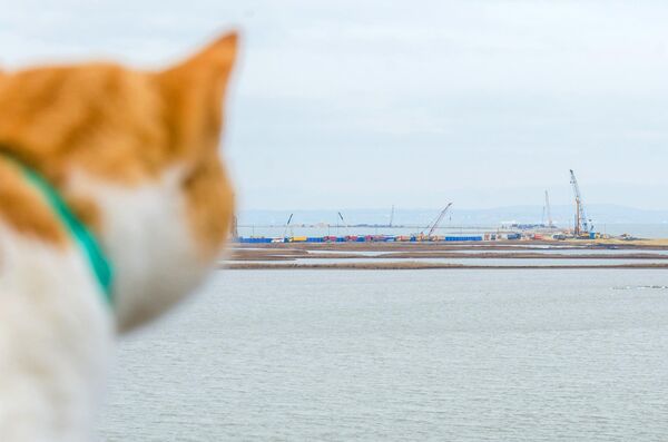 Trang của mèo Mostik trên mạng xã hội Facebook - Sputnik Việt Nam