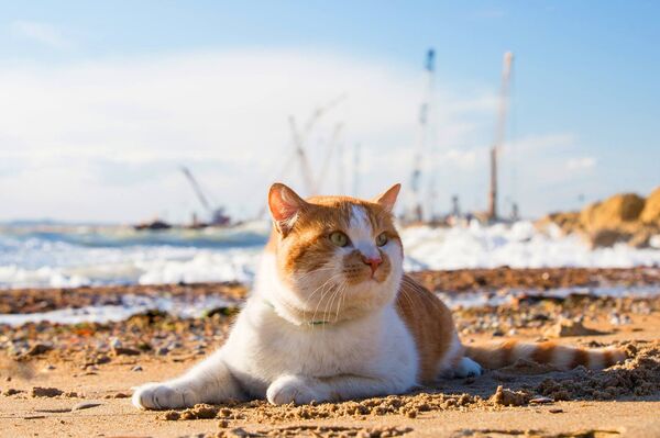 Trang của mèo Mostik trên mạng xã hội Facebook - Sputnik Việt Nam