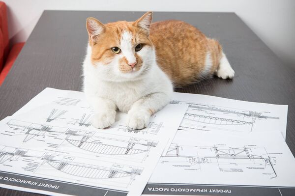 Trang của mèo Mostik trên mạng xã hội Facebook - Sputnik Việt Nam