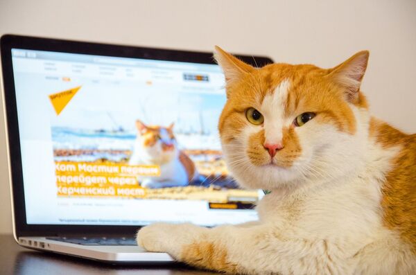 Trang của mèo Mostik trên mạng xã hội Facebook - Sputnik Việt Nam