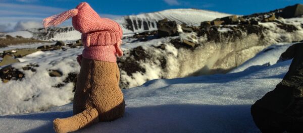 Thú bông trên đảo Spitsbergen - Sputnik Việt Nam