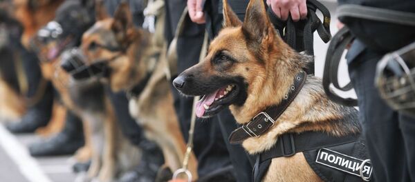 Các chó béc-giê Đức - Sputnik Việt Nam