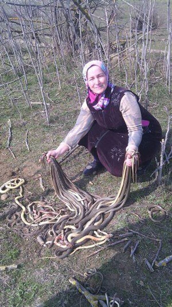 Cụ bà về hưu diệt một lúc 80 con rắn trong vườn nhà - Sputnik Việt Nam