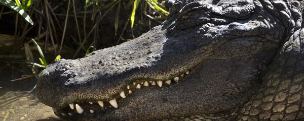 Con cá sấu khổng lồ - Sputnik Việt Nam