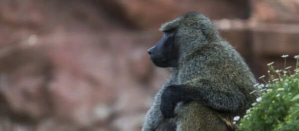 con khỉ con khỉ - Sputnik Việt Nam