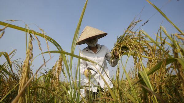 Nông dân trên ruộng lúa, Việt Nam - Sputnik Việt Nam