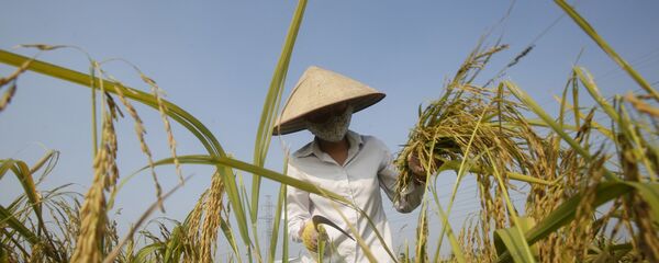 Nông dân trên ruộng lúa, Việt Nam Nông dân trên ruộng lúa, Việt Nam - Sputnik Việt Nam