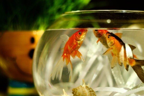 cá vàng  - Sputnik Việt Nam