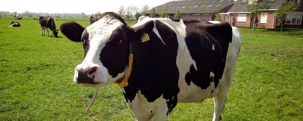 Con bò Hà Lan - Sputnik Việt Nam