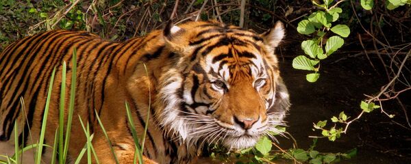 Сon hổ Сon hổ - Sputnik Việt Nam